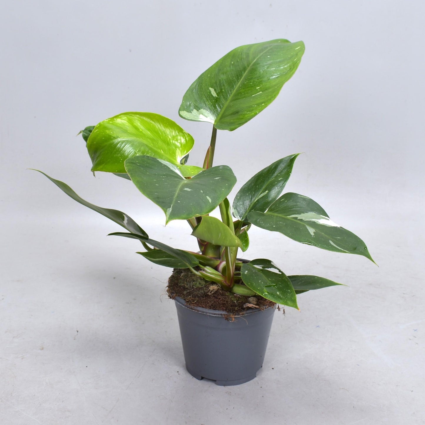 Philodendron White Princess (Decorum) - Ø14cm - ↕35cm