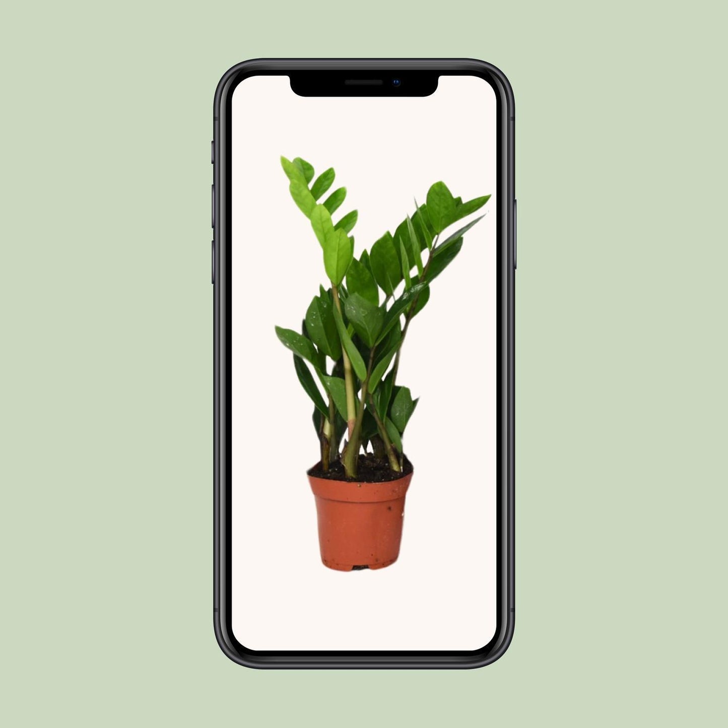 Zamioculcas Zamiifolia - Ø12cm - ↕40cm