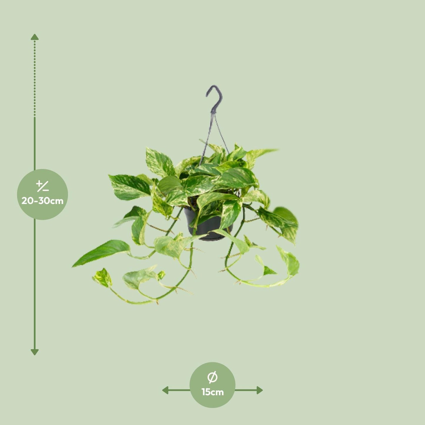 Epipremnum Marble Queen - Ø15 - ↨25cm