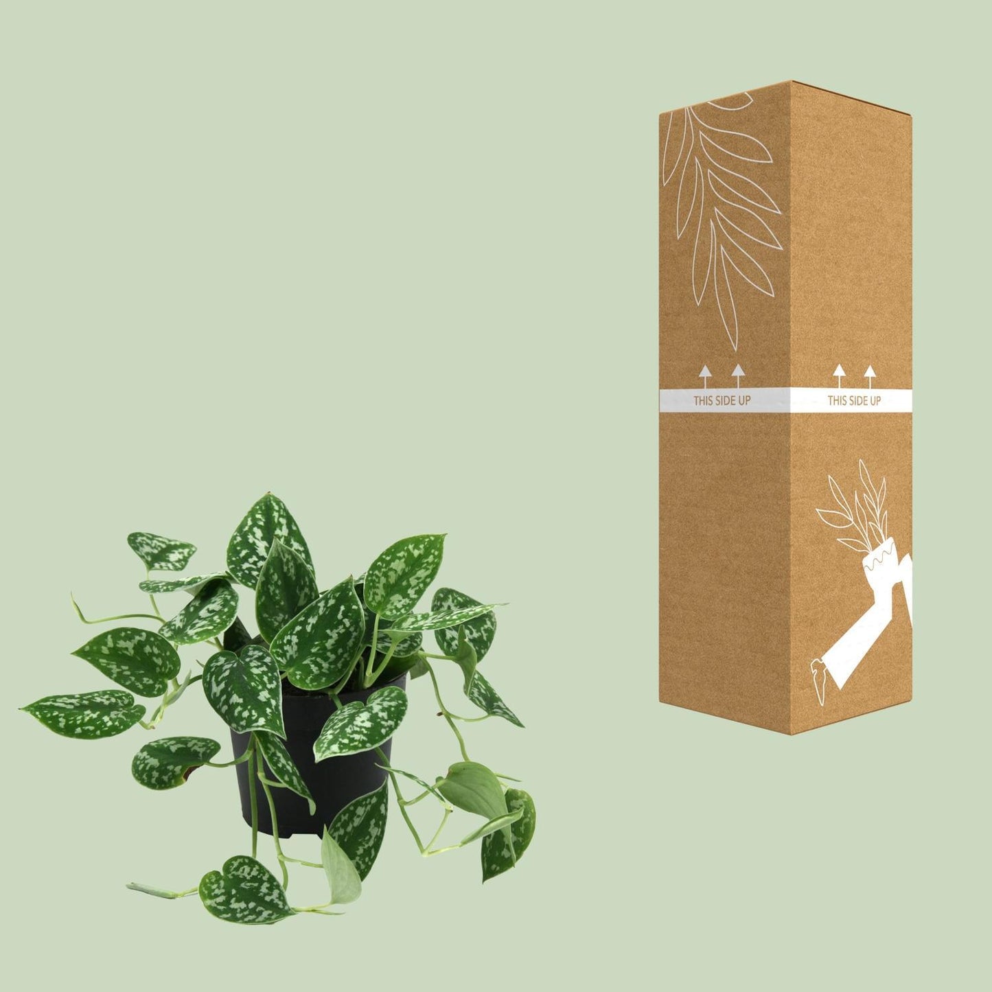 Scindapsus Pictus Kamerplant Plant box