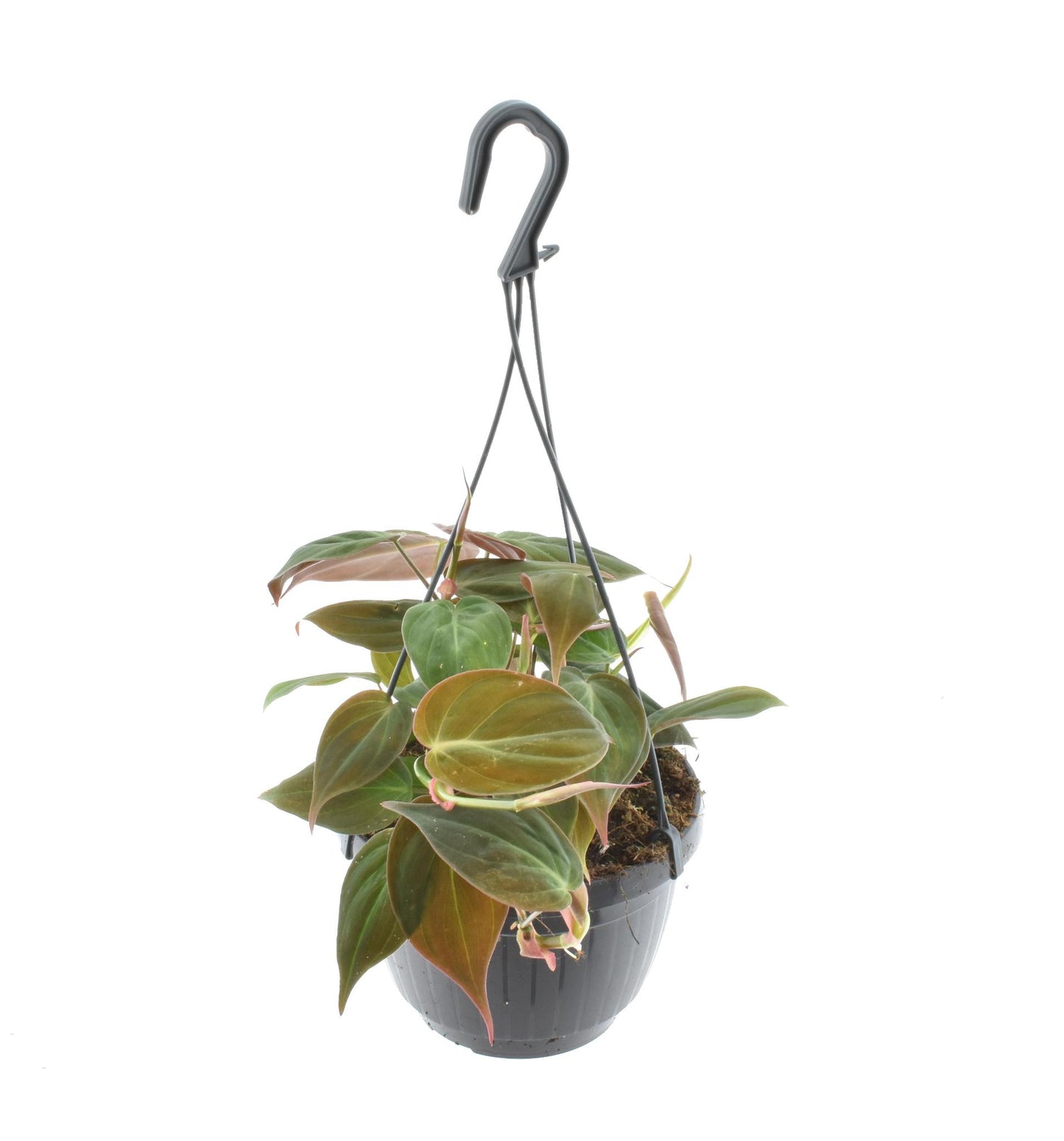 Philodendron Scandens 'Micans' Hängetopf - Ø15cm - ↕40cm