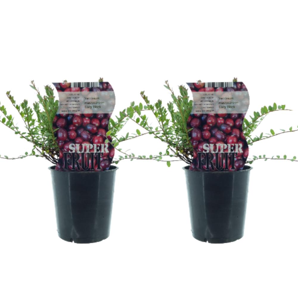 Vaccinium Early Black (Cranberry) - 2 pieces - Ø12cm - ↕30cm