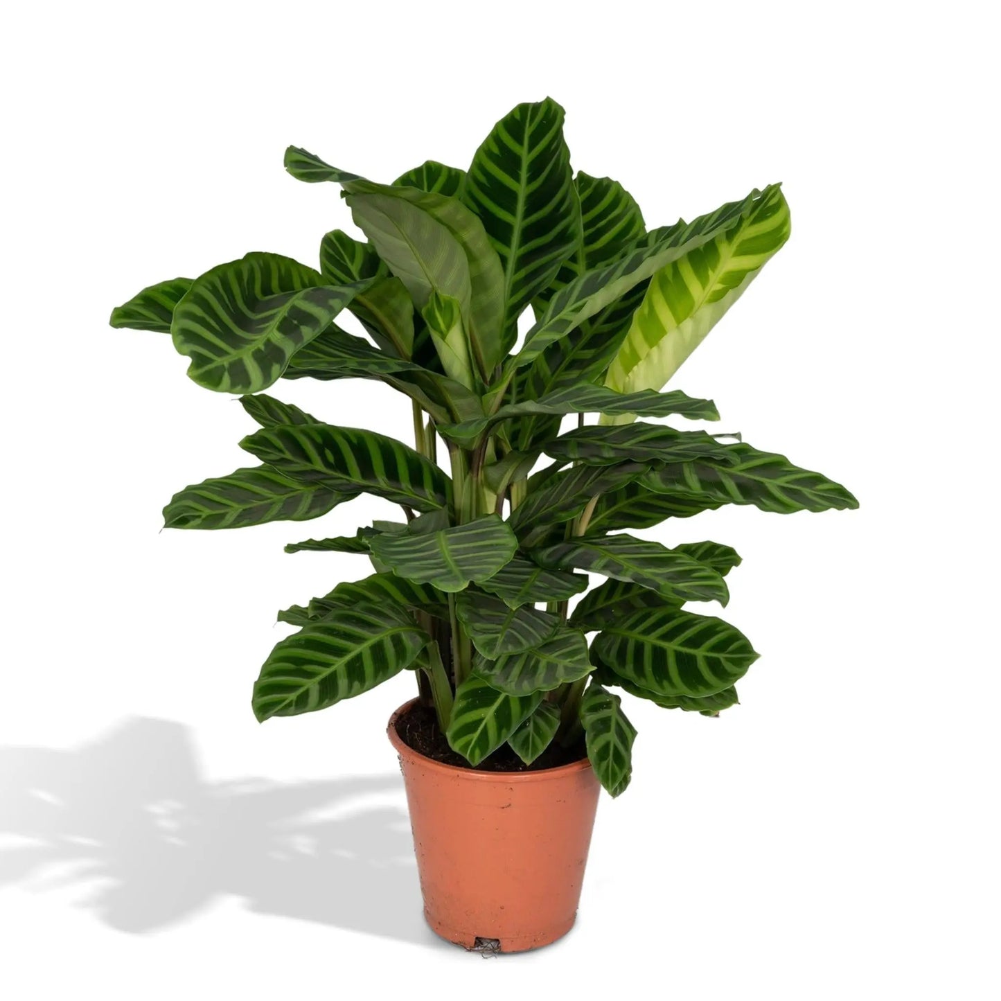 Calathea Zebrina - Peacock plant - 80cm - Ø19