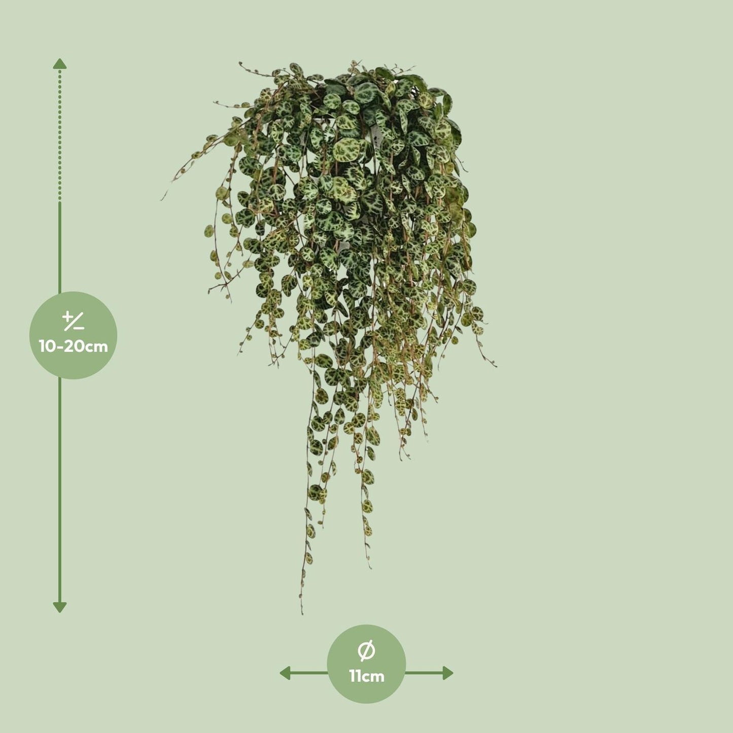 Peperomia Prostrata