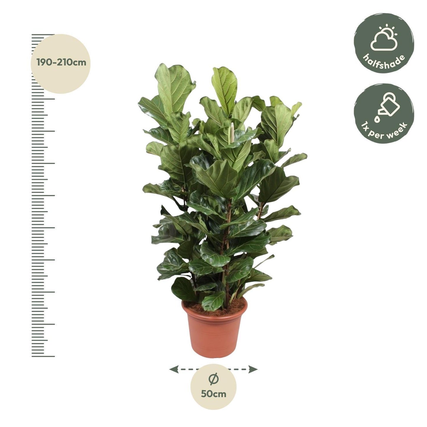 Ficus Lyrata shrub XL - 200 cm - ø50