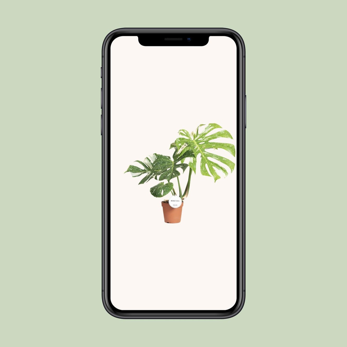 Sternbild Monstera Thai