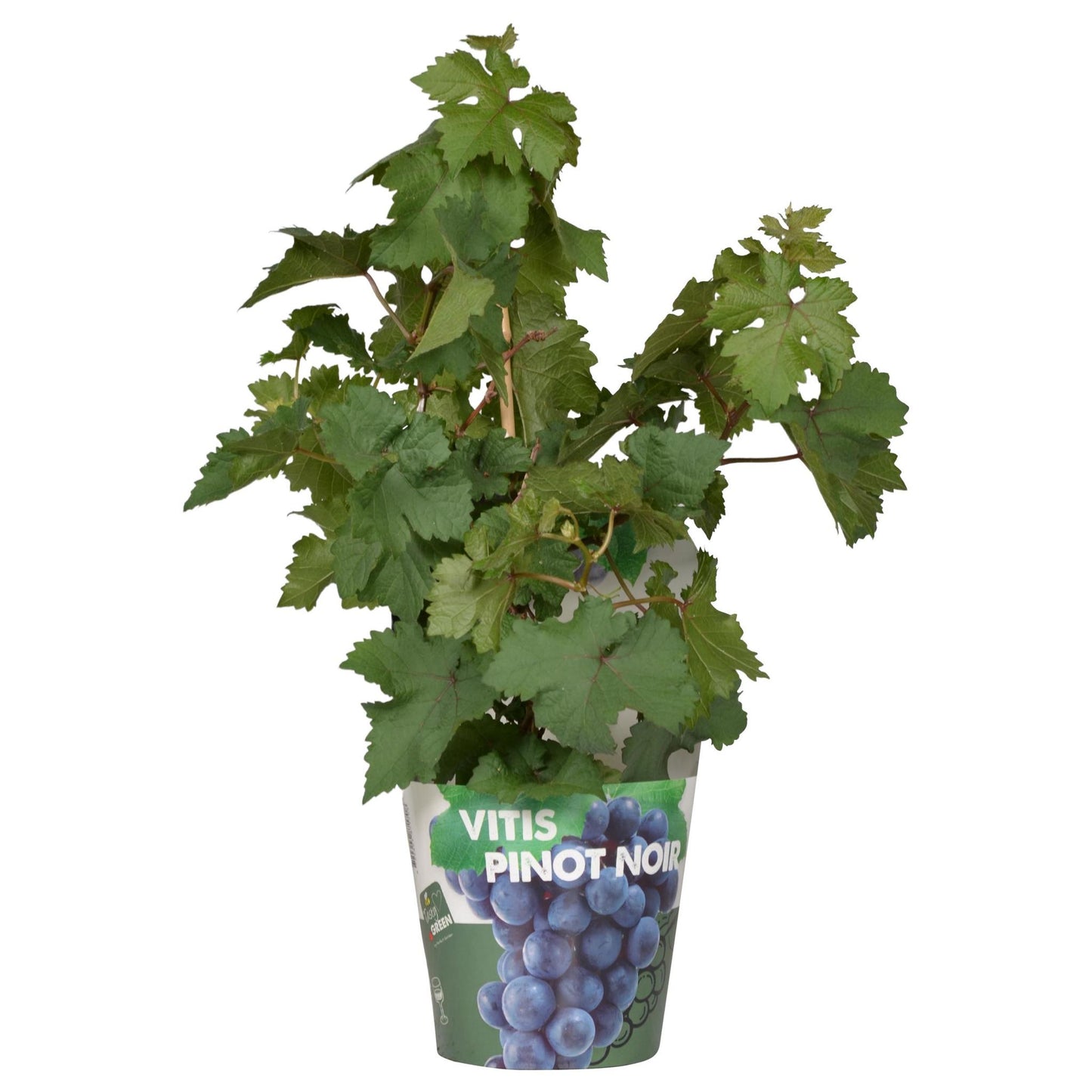 Vitis Pixie Pinot Noir - Blue wine grape - Ø14 - ↨30cm