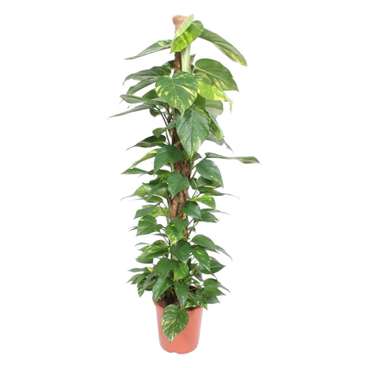 Epipremnum Aureum Moss Stick XL - 150 cm - ø27