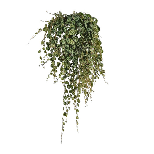 Peperomia Prostrata