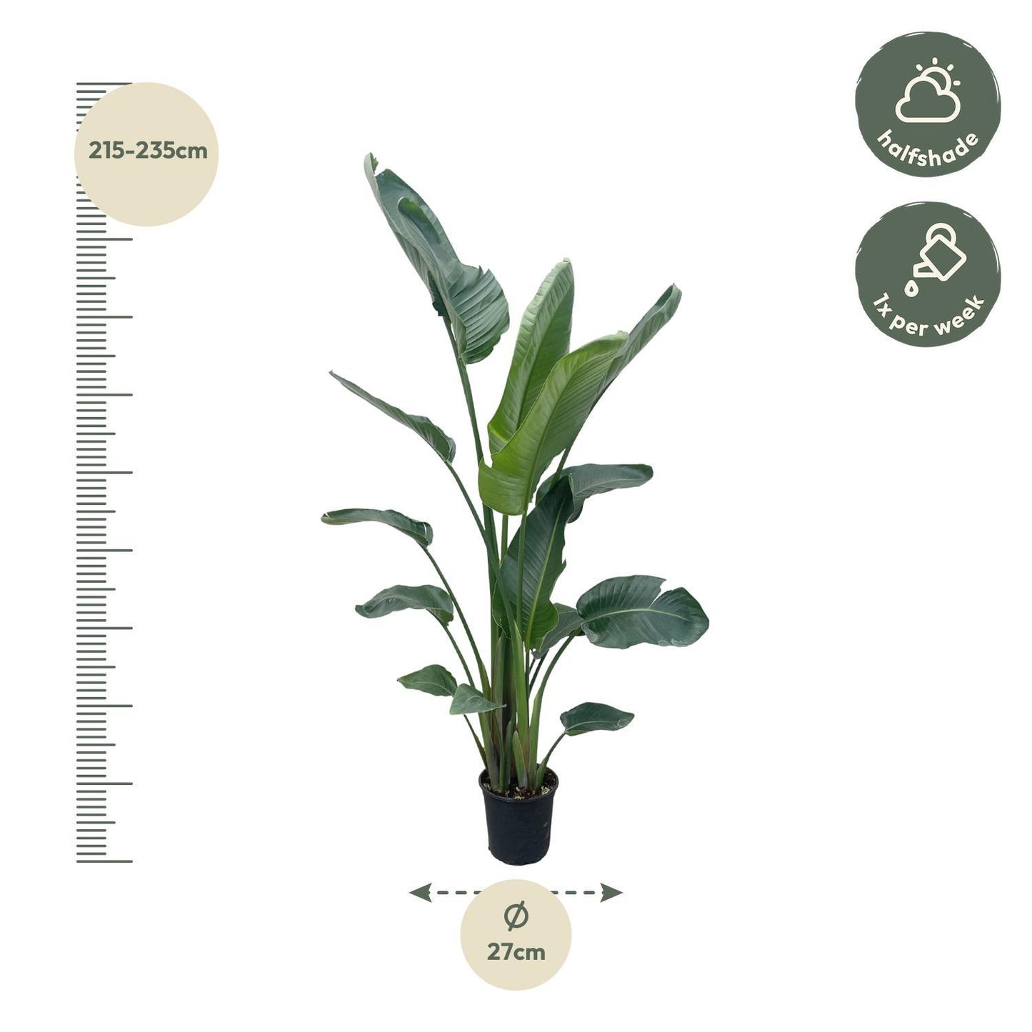 Strelitzia Nicolai XL - 225 cm - ø27