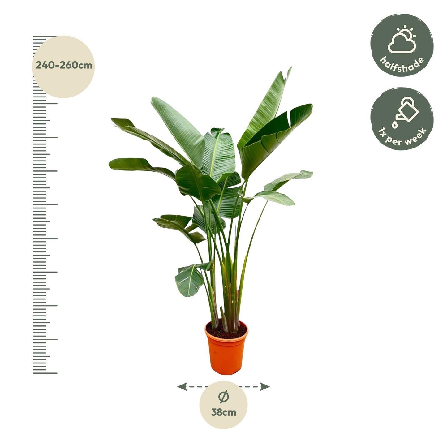 Strelitzia Augusta de luxe XL - 250cm - ø38