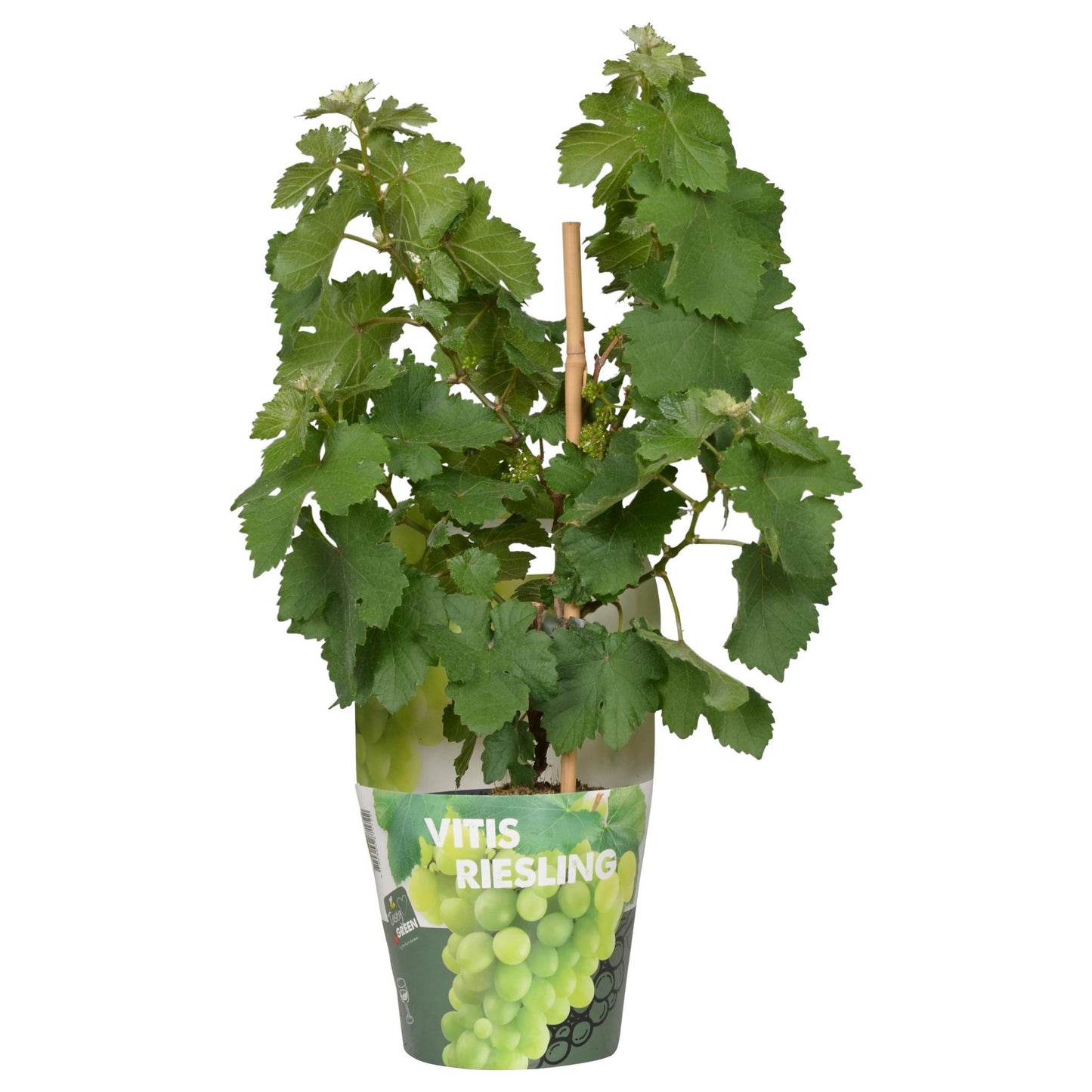 Vitis Pixie Riesling - White wine grape - Ø14 - ↨30cm