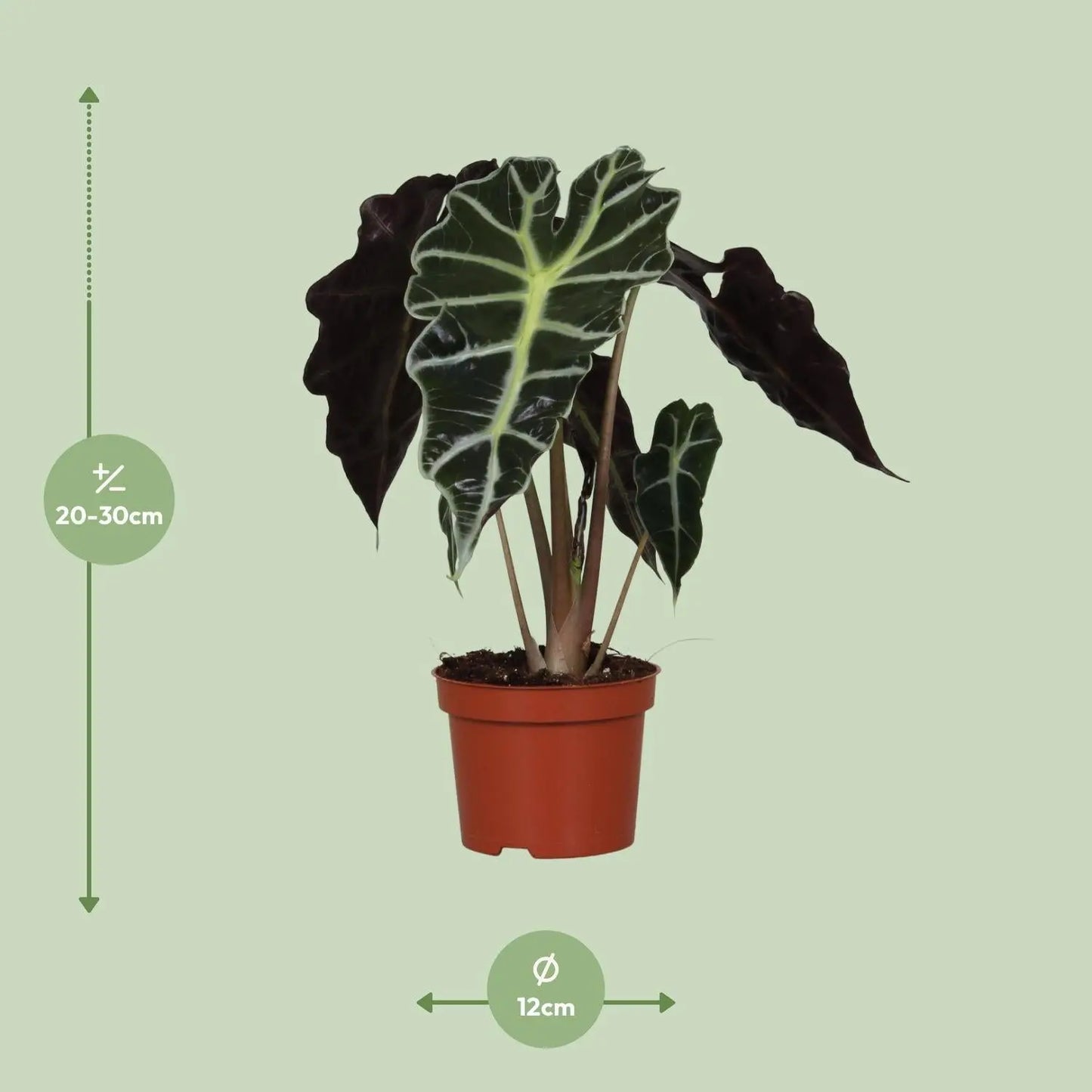 Alocasia Amazonica Polly size