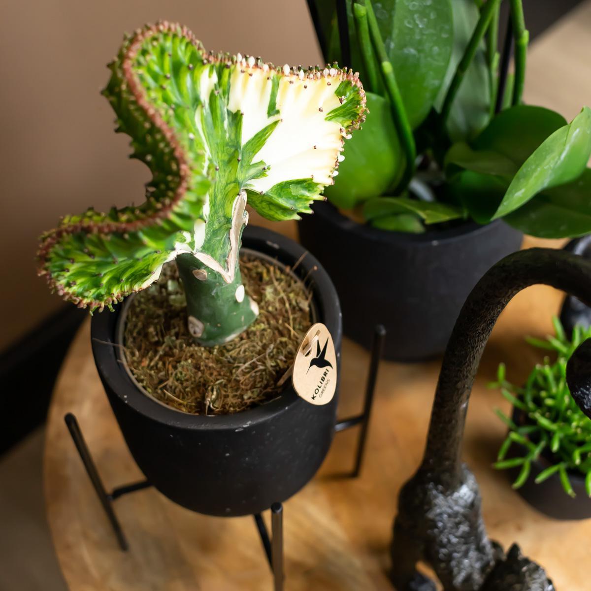 Hummingbird Home | Plant stand - Black metal plant raiser Ø12cm