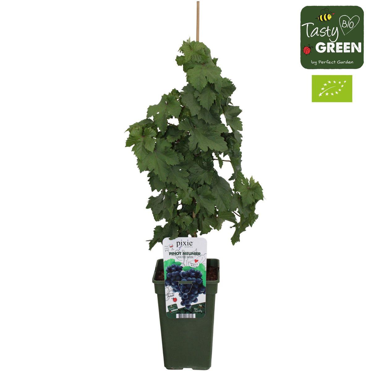 Vitis Pixie Pinot Noir - Blaue Weintraube - Ø19 - ↨65cm