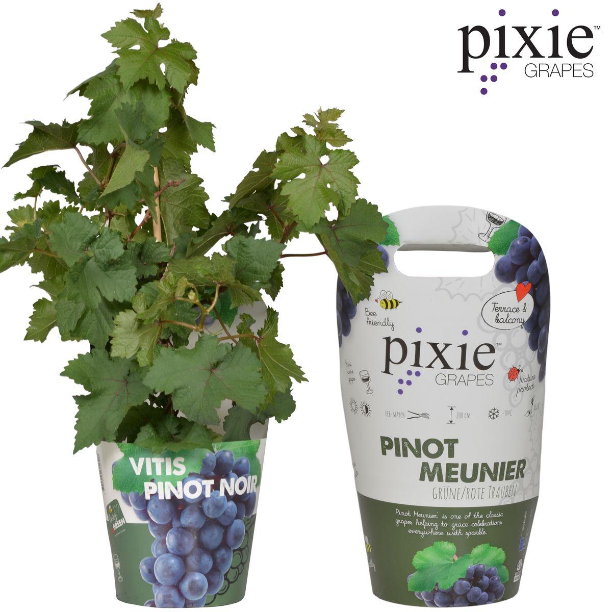 Vitis Pixie Pinot Noir - Blue wine grape - Ø14 - ↨30cm