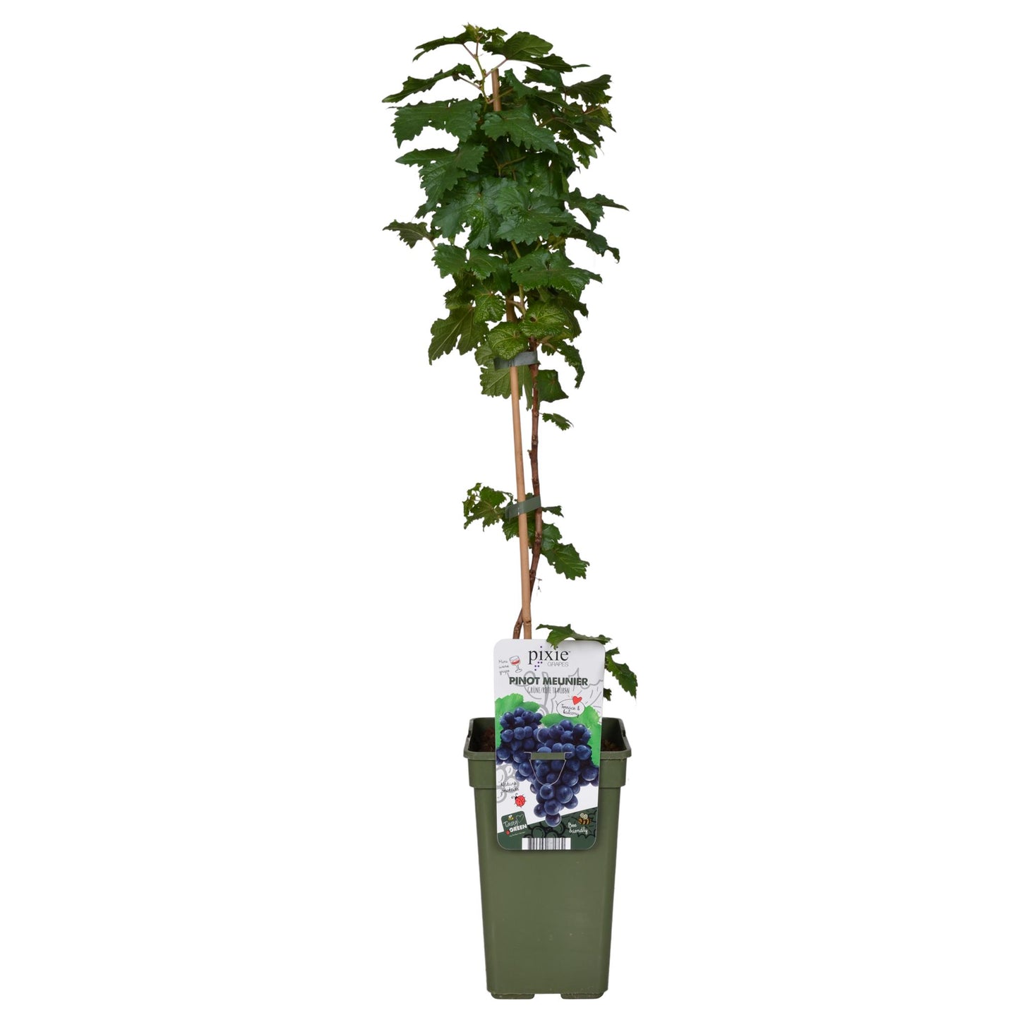 Vitis Pixie Pinot Noir - Blaue Weintraube - Ø19 - ↨65cm