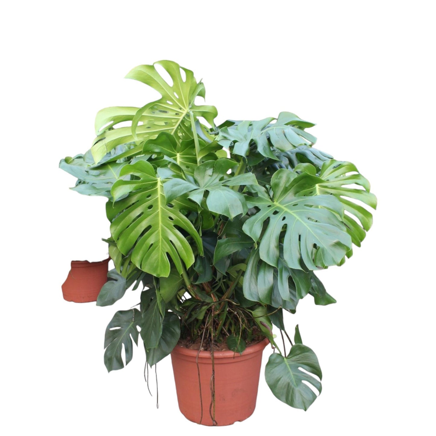 Monstera Deliciosa XL - 130 cm - ø55