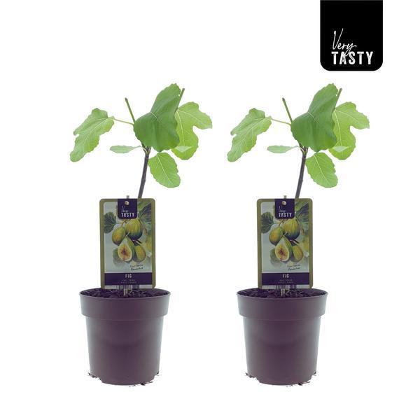 Ficus Panachee (15019) – 2 Stück – Ø15 cm – ↕40 cm