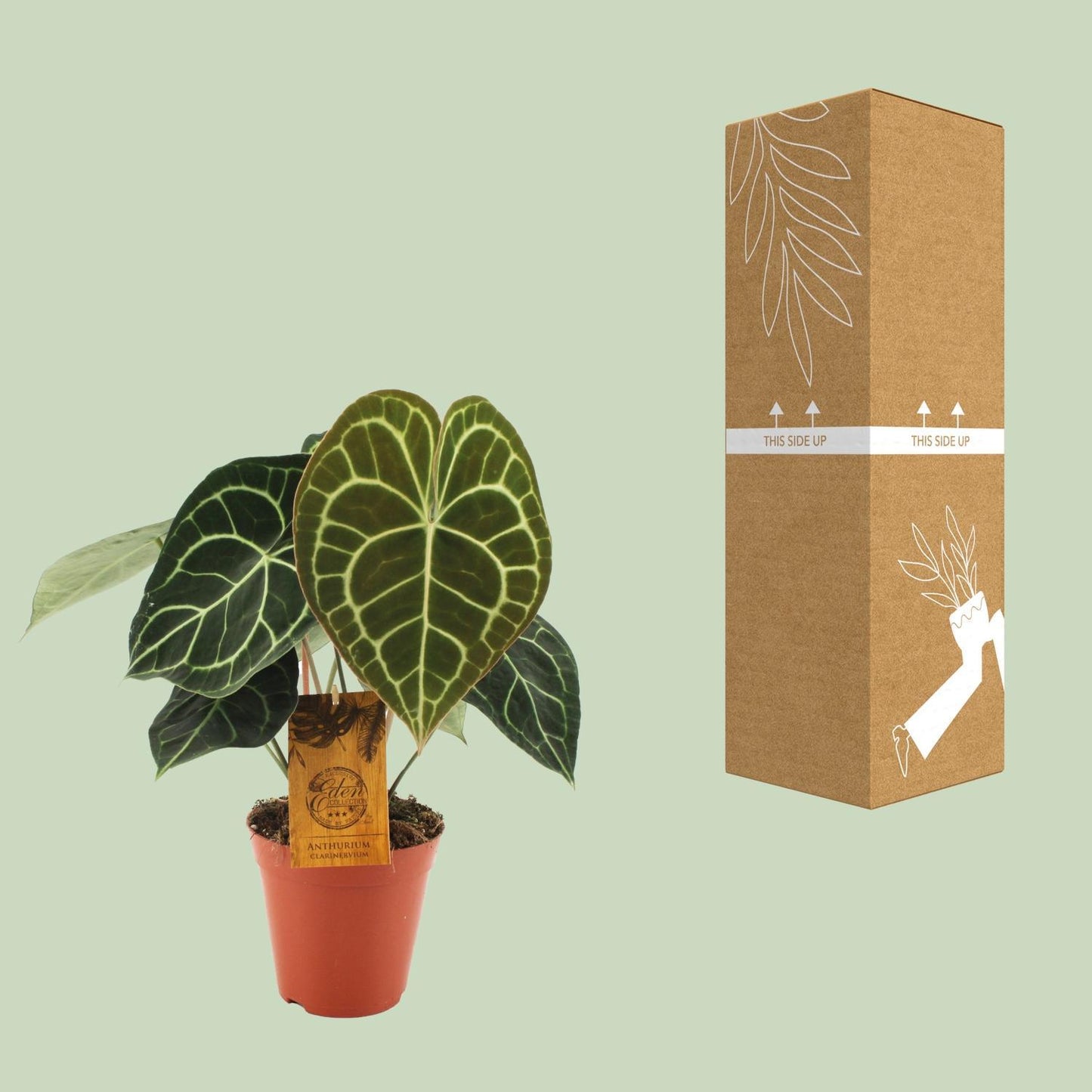 Anthurium Clarinervium box