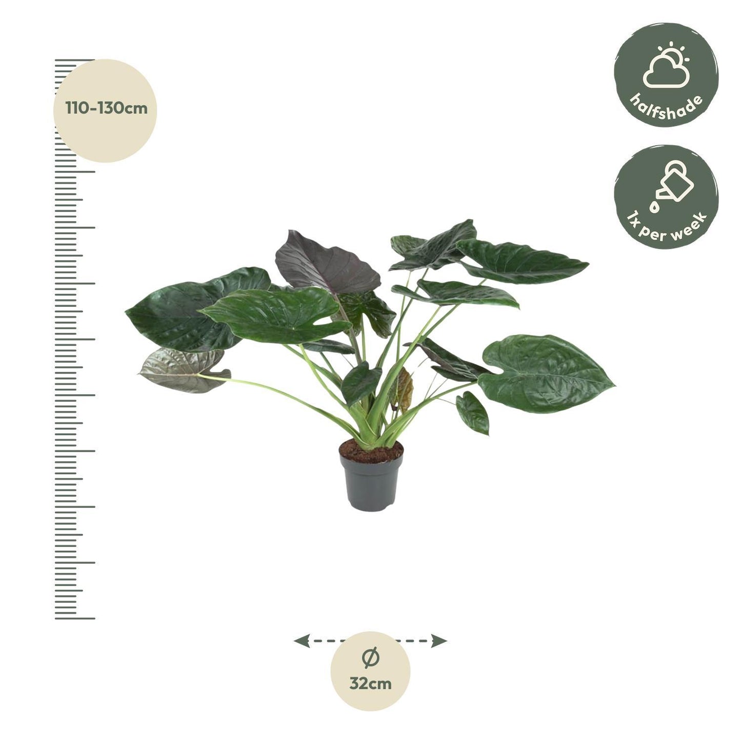 Alocasia Wentii L size measurements