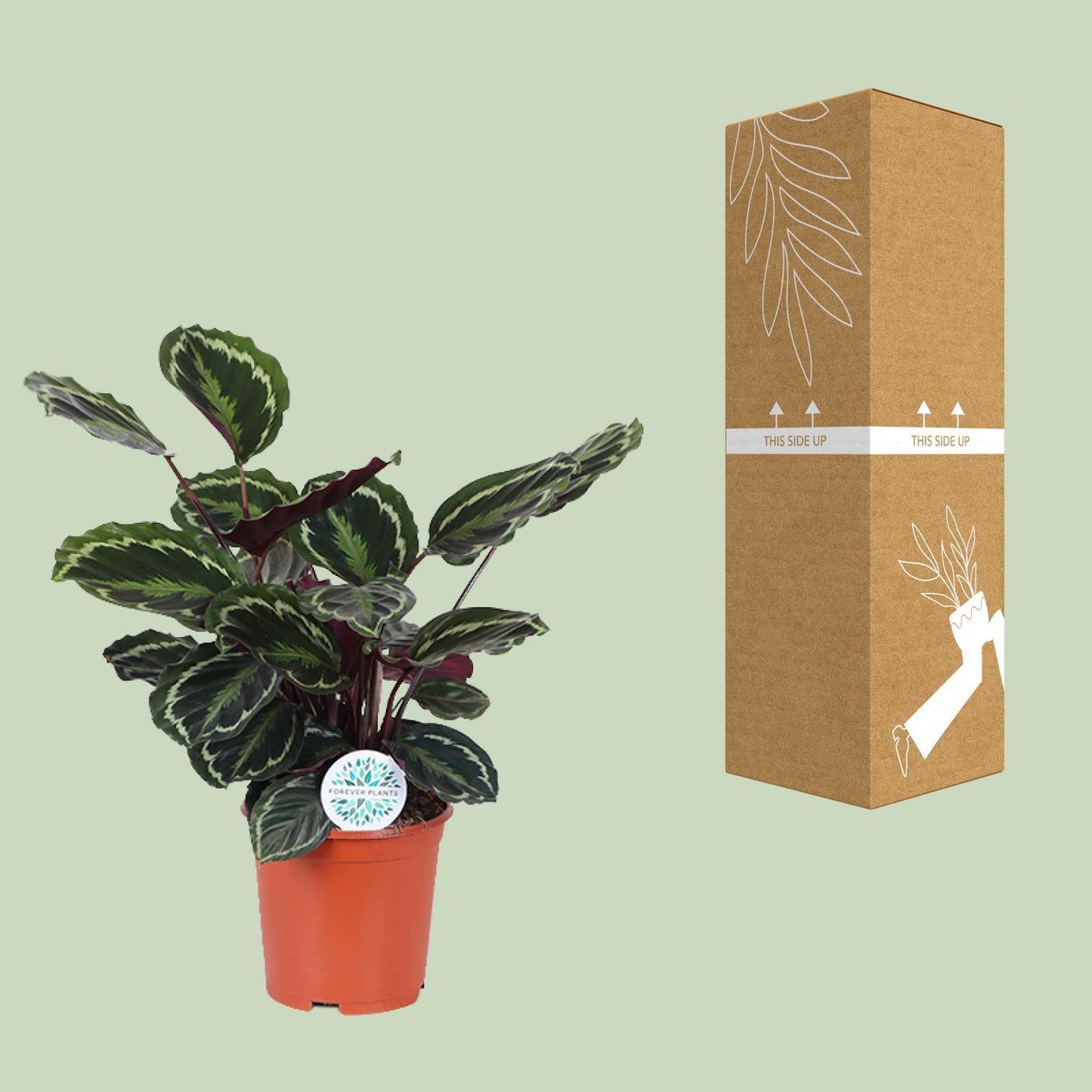 Calathea-Medaillon – Ø21 cm – ↕70 cm