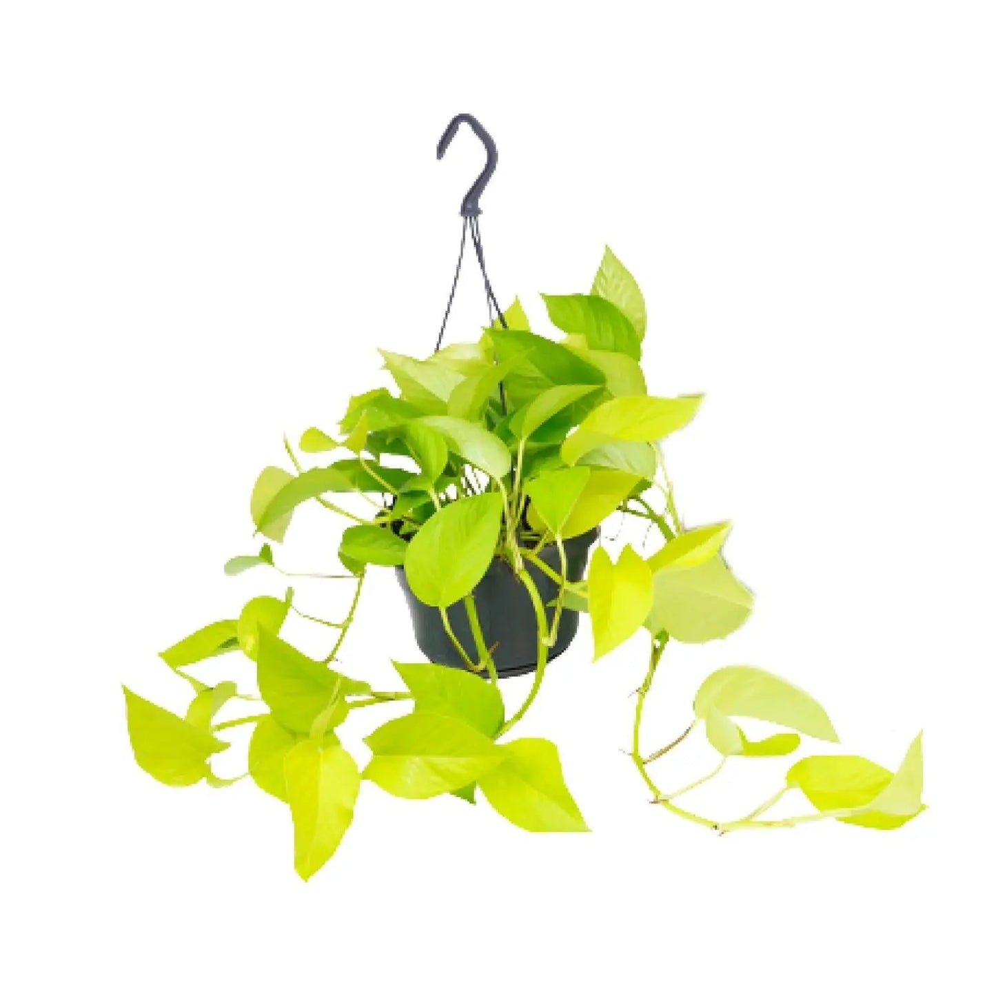 Epipremnum Golden Pothos - Ø15 - ↨25cm