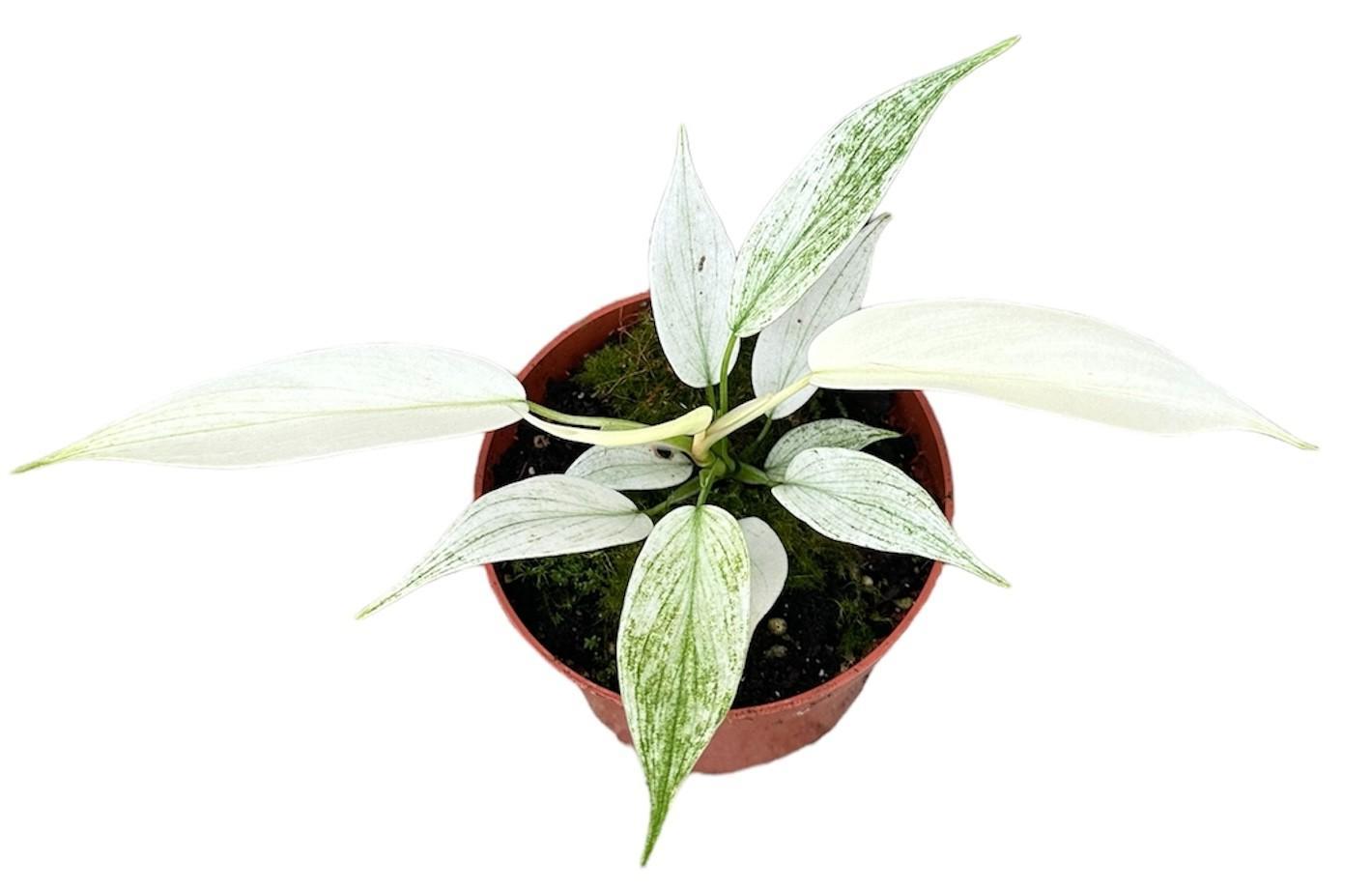 Philodendron Florida Ghost – Ø10,5 cm – ↕15 cm