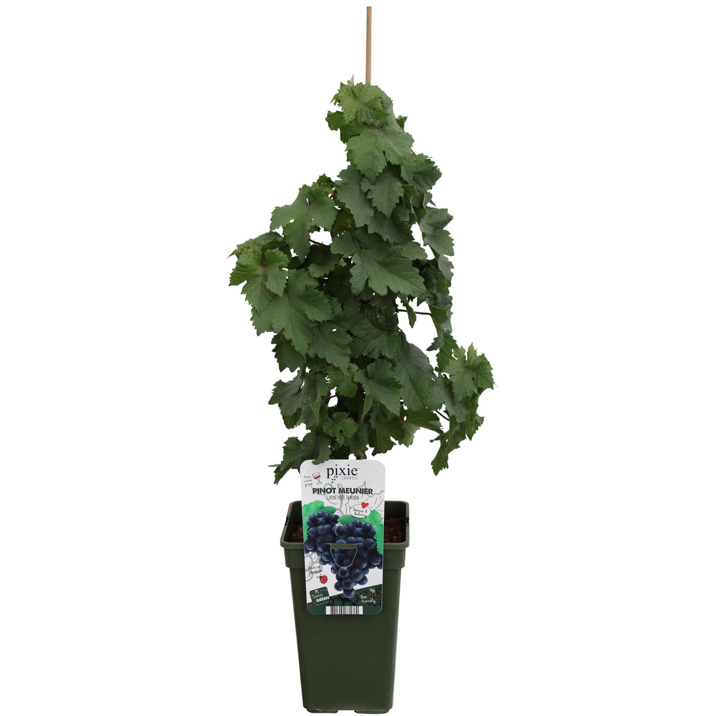 Vitis Pixie Pinot Noir - Blaue Weintraube - Ø19 - ↨65cm