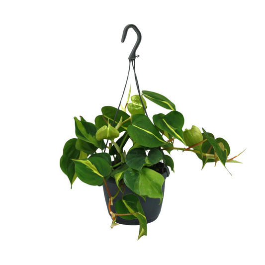 Philodendron Scandens Brasil