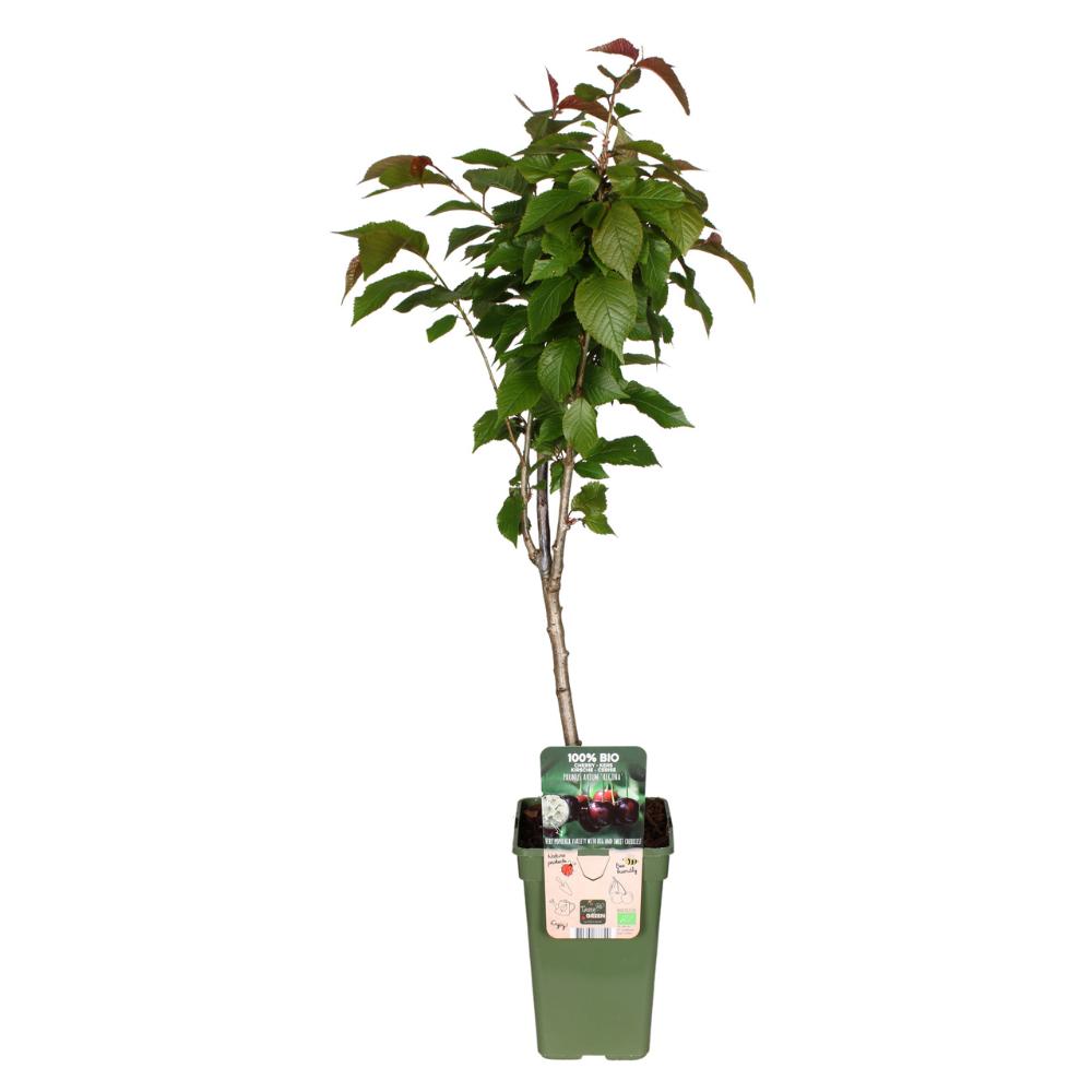 Prunus Avium Regina - Cherry