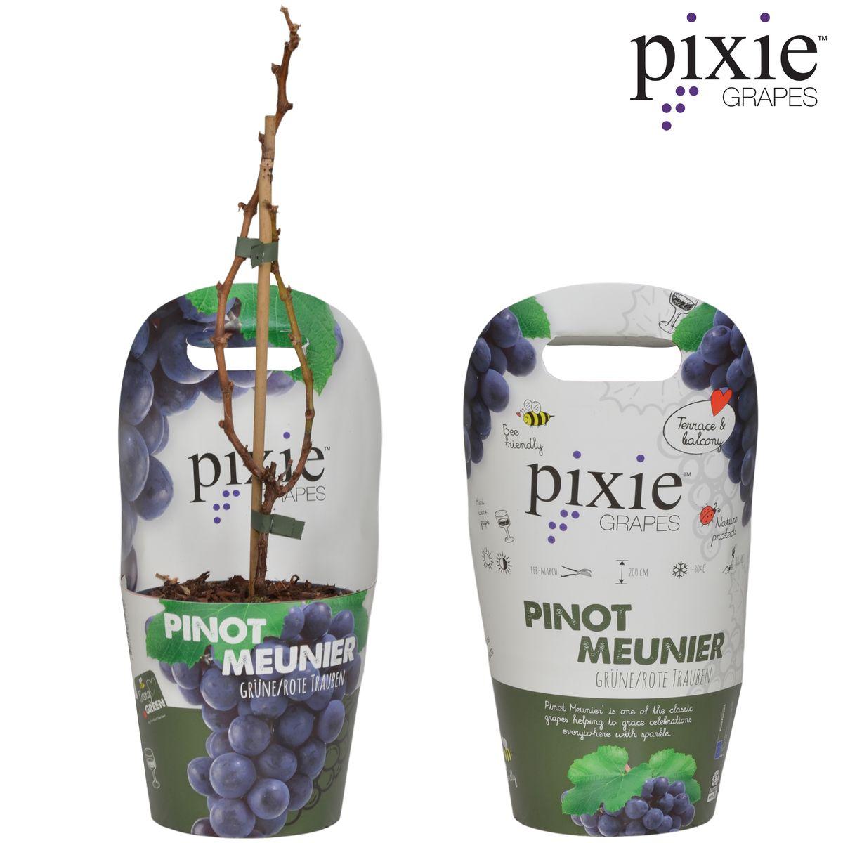 Vitis Pixie Pinot Noir - Blue wine grape - Ø14 - ↨30cm