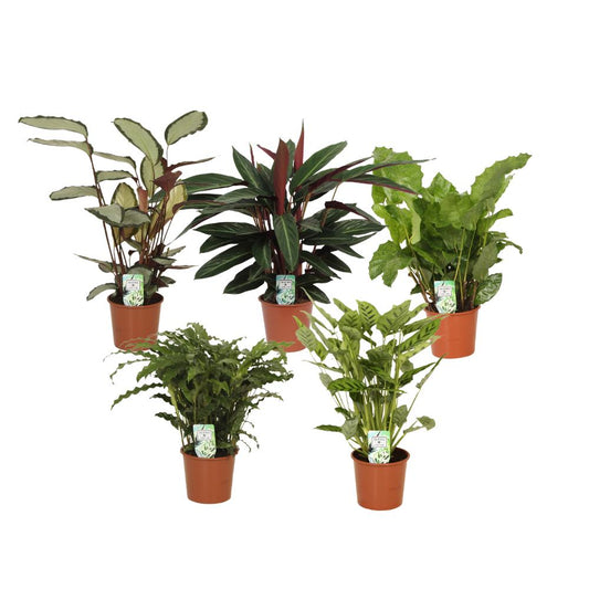 Calathea Combi (5 pieces) | PlantMix Box