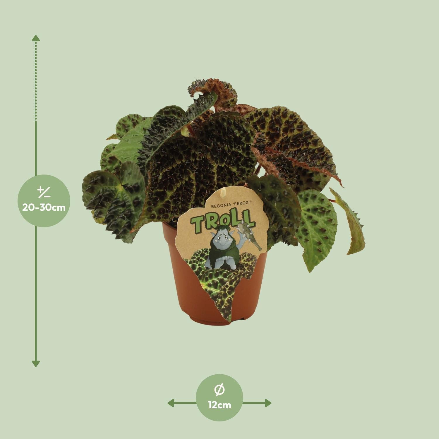 Begonia Rex Ferox Plant measurements