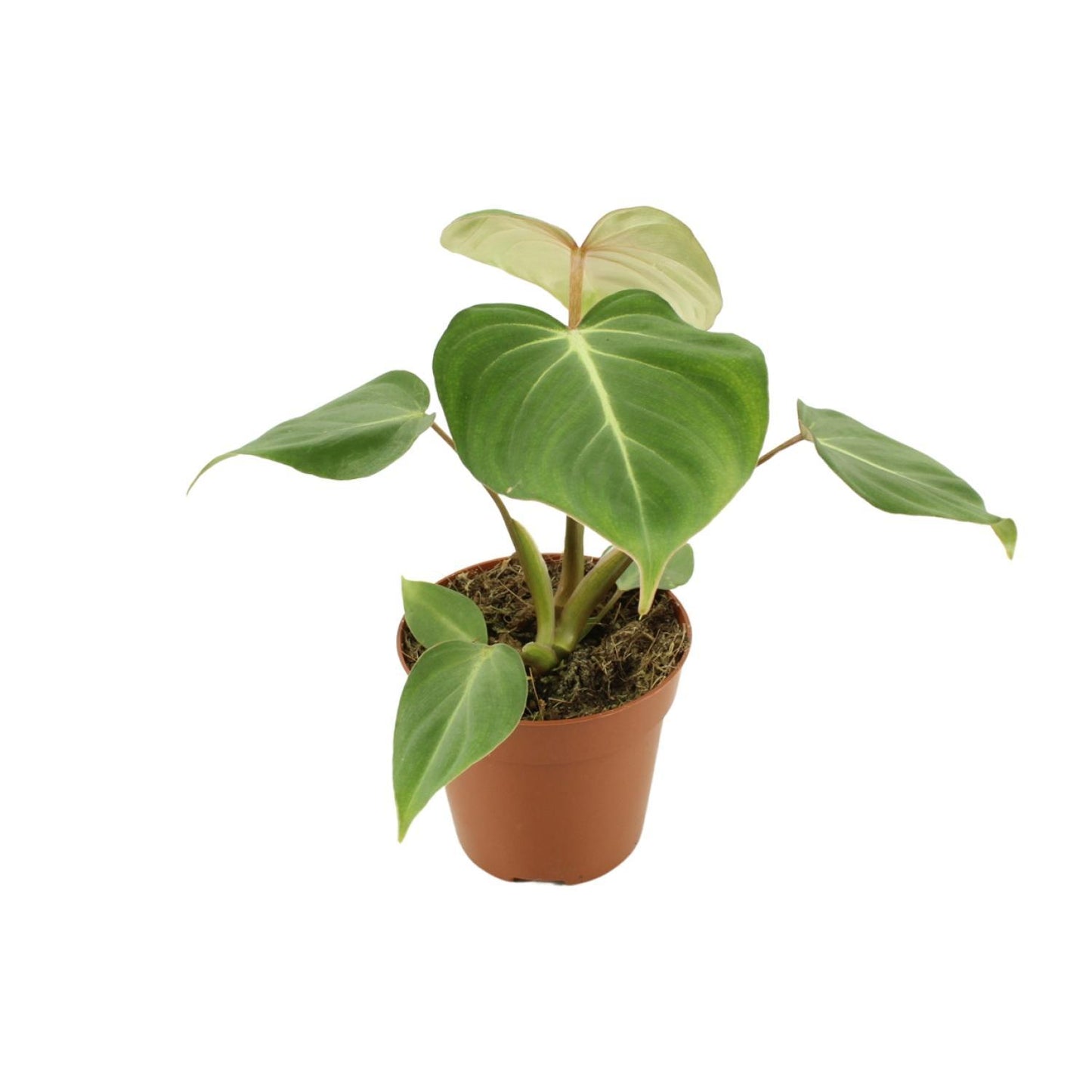 Philodendron Gloriosum