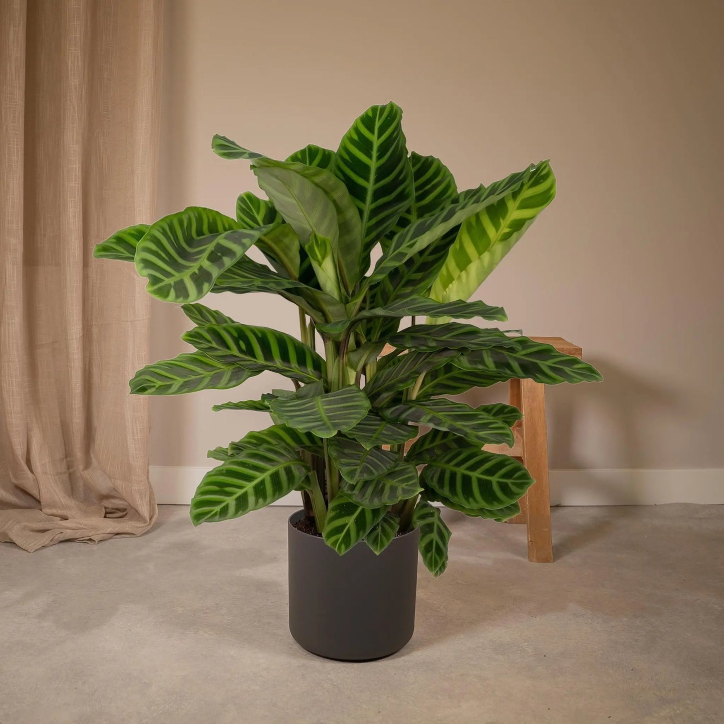 Calathea Zebrina - Peacock plant - 80cm - Ø19