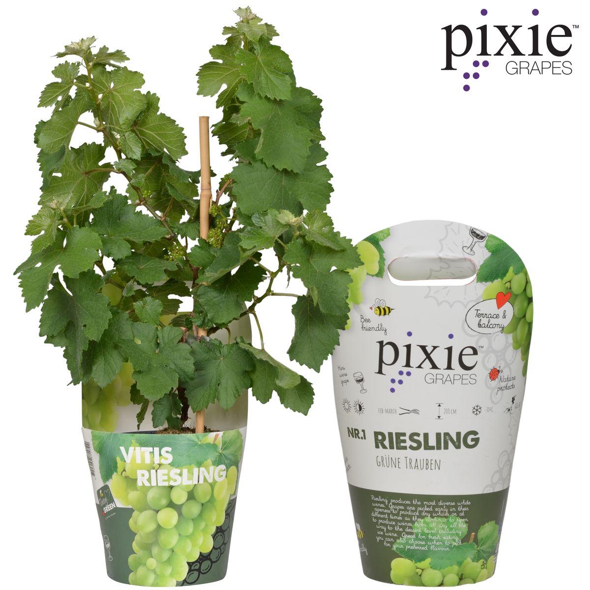 Vitis Pixie Riesling - White wine grape - Ø14 - ↨30cm