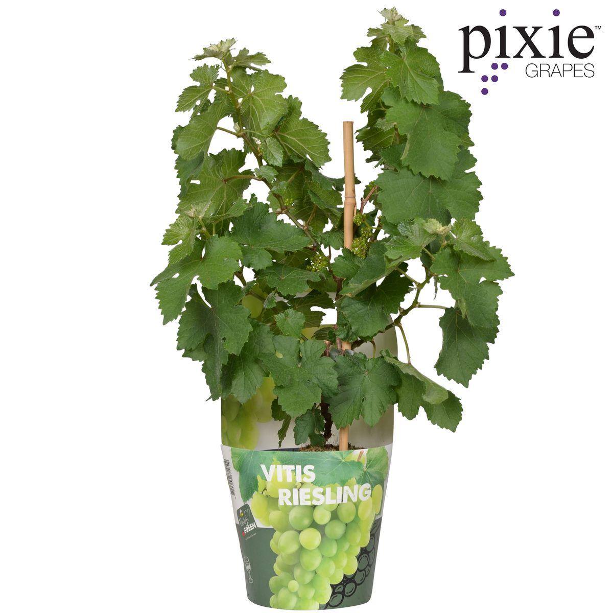 Vitis Pixie Riesling - White wine grape - Ø14 - ↨30cm