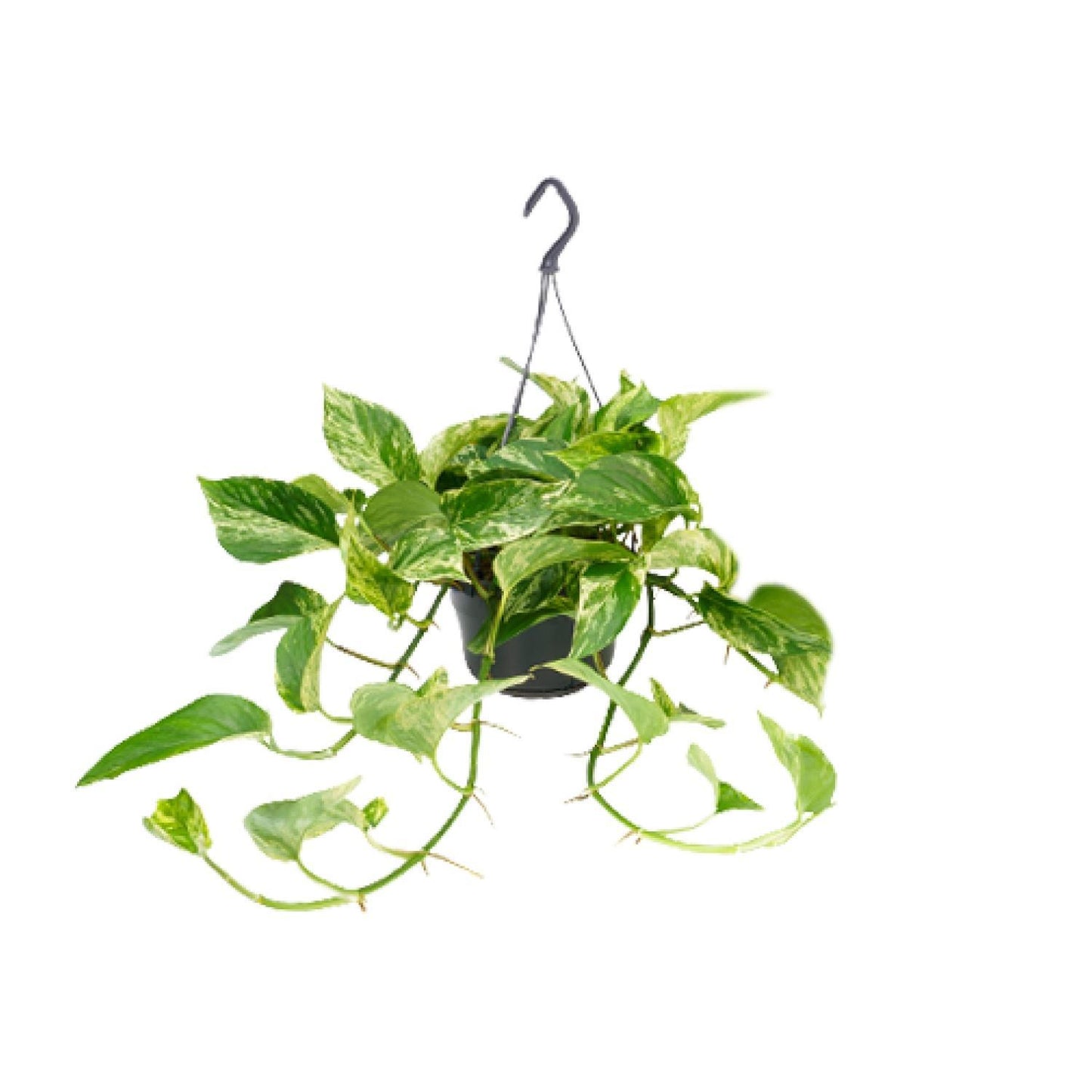 Epipremnum Marble Queen - Ø15 - ↨25cm