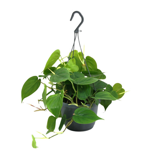 Philodendron Scandens