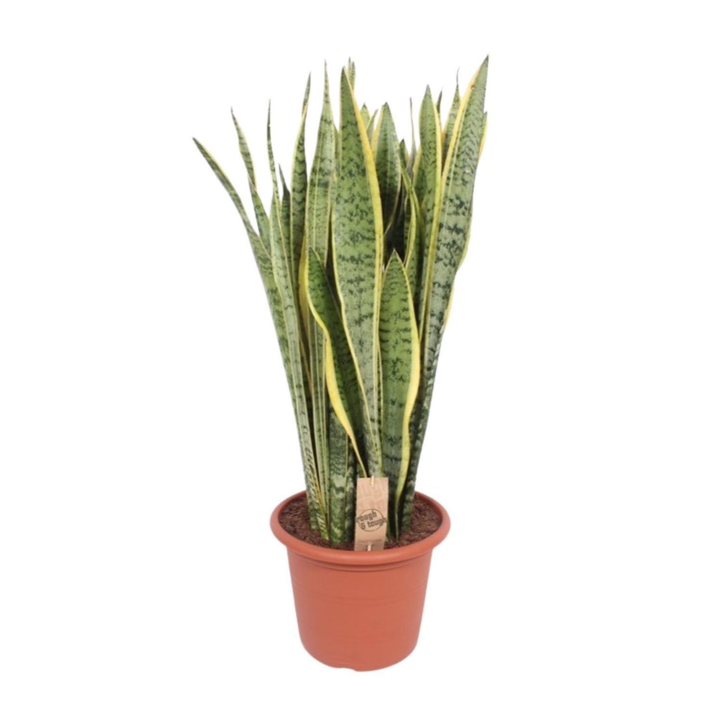 Sansevieria Trifasciata Laurentii