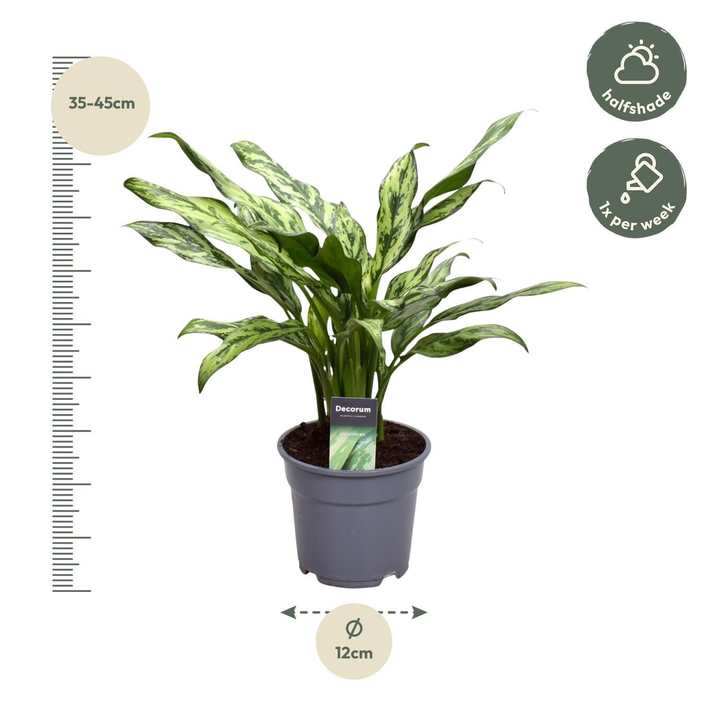 Aglaonema Juliette Kamerplant Plant size