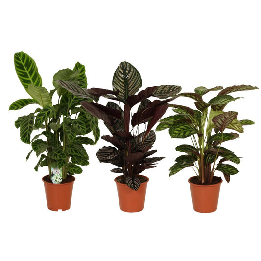 Calathea Combi (3 pieces) | PlantMix Box