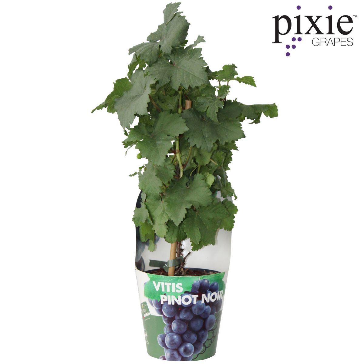 Vitis Pixie Pinot Noir - Blue wine grape - Ø14 - ↨30cm