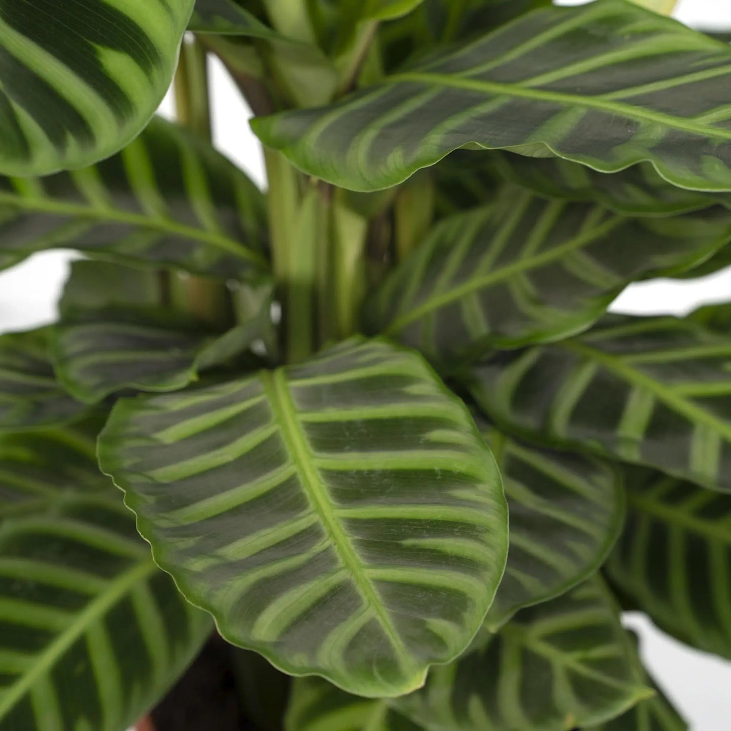 Calathea Zebrina - Peacock plant - 80cm - Ø19