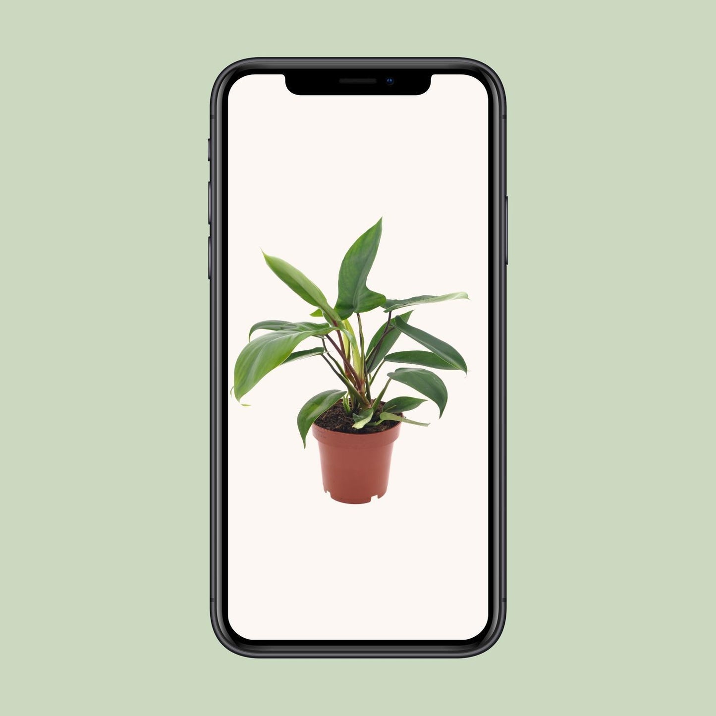 Philodendron Florida Green