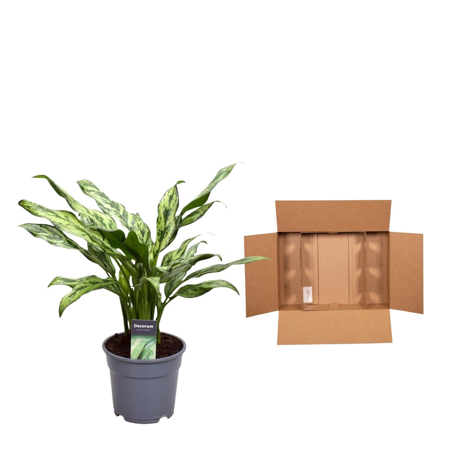 Aglaonema Juliette Kamerplant Plant box