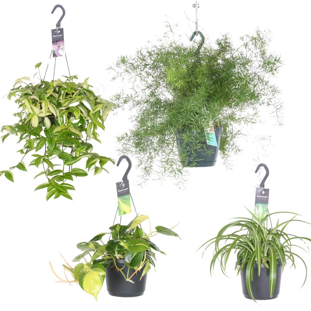 Hanging Plants Combi (4 pieces) | PlantMix Box