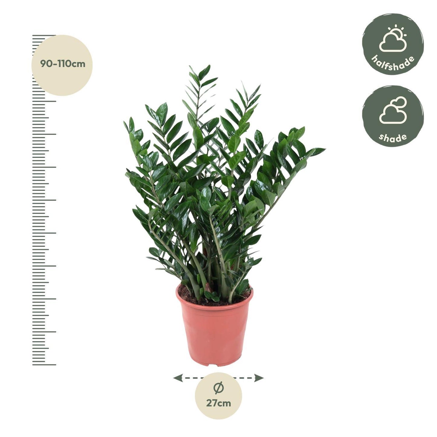 Zamioculcas Zamiifolia - 100 cm - ø27