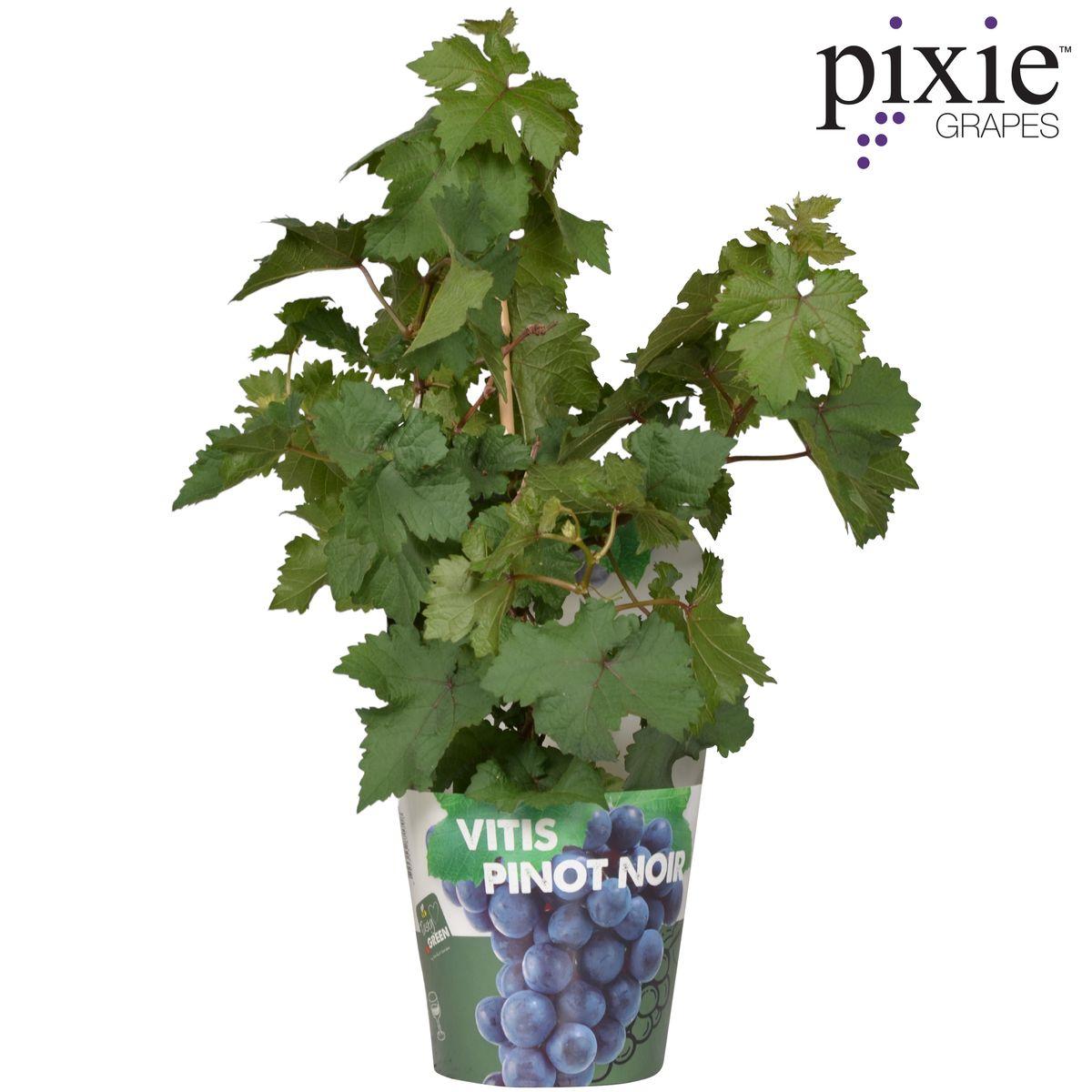 Vitis Pixie Pinot Noir - Blue wine grape - Ø14 - ↨30cm